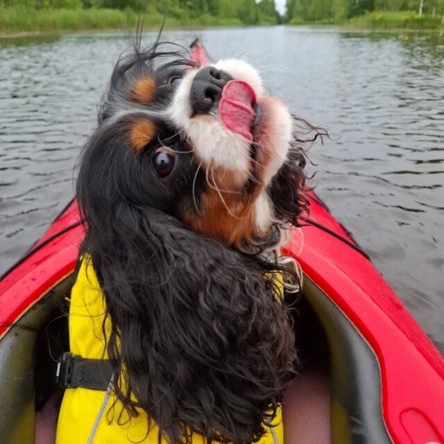 Augusti är här och det betyder att tisdagspaddlingarna börjar på nytt. Första paddlingen redan imorgon, välkommen med!

Elokuu on täällä, mikä tarkoittaa, että tiistaimelonnat alkavat jälleen. Ensimmäinen melonta on jo huomenna – tervetuloa mukaan!